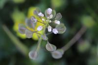 Microthlaspi perfoliatum