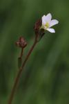 Saxifraga granulata