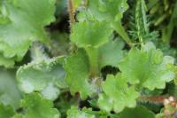 Saxifraga granulata