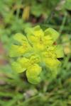 Euphorbia helioscopia