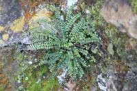 Asplenium trichomanes