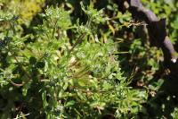Valerianella locusta