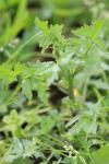 Sisymbrium officinale
