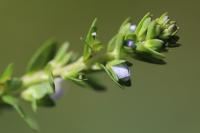 Veronica serpyllifolia