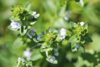 Veronica serpyllifolia