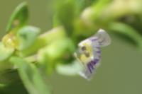 Veronica serpyllifolia