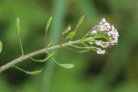 Draba muralis