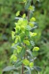 Euphorbia amygdaloides