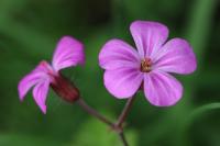 Geranium robertianum