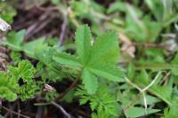 Potentilla reptans