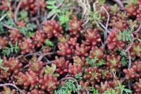 Sedum album