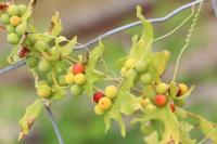 Bryonia dioica