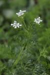 Scandix pecten-veneris
