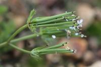 Scandix pecten-veneris