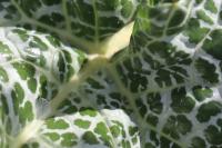 Silybum marianum