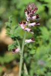 Fumaria muralis