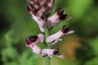 Fumaria muralis