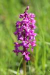 Orchis mascula