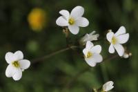 Saxifraga granulata