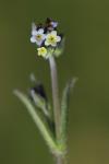 Myosotis discolor