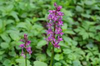 Orchis mascula