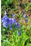 Hyacinthoides non-scripta