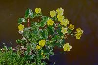 Caltha palustris