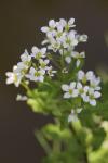 Cardamine amara