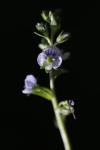 Veronica serpyllifolia