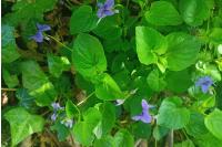 Viola palustris