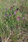 Pulsatilla vulgaris