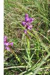 Anacamptis morio