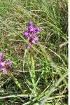 Anacamptis morio
