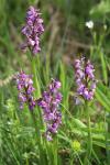 Anacamptis morio