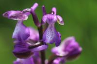 Anacamptis morio