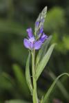 Polygala vulgaris