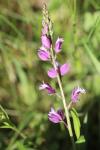 Polygala vulgaris