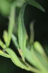 Polygala vulgaris