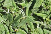 Pilosella officinarum