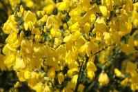 Cytisus scoparius