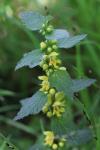 Lamium galeobdolon