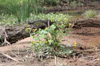Caltha palustris
