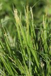 Carex sylvatica