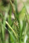 Carex sylvatica