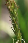 Carex sylvatica