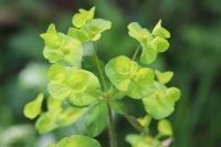 Euphorbia amygdaloides