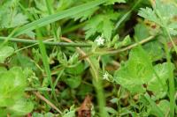 Stellaria alsine