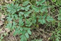 Angelica sylvestris