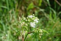 Anthriscus sylvestris
