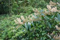 Prunus laurocerasus